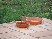 PC054540_DX5 * Fauvette � t�te noire (femelle). Oiseaux du jardin * 3648 x 2736 * (626KB)