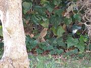 P3073002_DX5 * Grive musicienne.
Oiseaux du jardin. * 3648 x 2736 * (872KB)