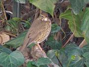 P3073010_DX5 * Grive musicienne.
Oiseaux du jardin. * 3648 x 2736 * (462KB)