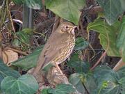 P3073012_DX5 * Grive musicienne.
Oiseaux du jardin. * 3648 x 2736 * (481KB)