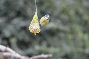 DSC_1086_Dx6115 * M�sange bleue. Oiseaux du jardin * 4288 x 2848 * (377KB)