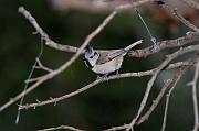 DSC_9044_Dx6515 * M�sange hupp�e. Oiseaux du jardin * 4288 x 2848 * (473KB)
