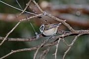 DSC_9046_Dx6515 * M�sange hupp�e. Oiseaux du jardin * 4288 x 2848 * (632KB)