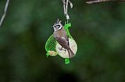 DSC_9057_Dx6515 * M�sange hupp�e. Oiseaux du jardin * 4288 x 2848 * (562KB)