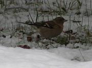 P1072703s * pinson des arbres, 
oiseau du jardin, 
neige Vigui�res * 587 x 434 * (49KB)