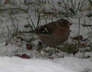 P1072706s * pinson des arbres, 
oiseau du jardin, 
neige Vigui�res * 475 x 376 * (43KB)