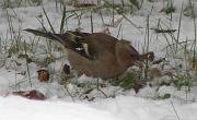 P1072709s * pinson des arbres, 
oiseau du jardin, 
neige Vigui�res * 491 x 301 * (42KB)