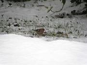 P1072710_b * pinson des arbres, 
oiseau du jardin, 
neige Vigui�res * 3648 x 2736 * (402KB)