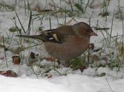 P1072712s * pinson des arbres, 
oiseau du jardin, 
neige Vigui�res * 439 x 329 * (39KB)