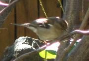 P2142816s * pinson des arbres femelle, 
oiseau du jardin * 692 x 478 * (63KB)