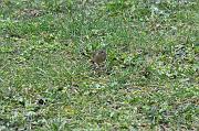 DSC_2954_Dx6125 * Pouillot v�loce avec chenille dans le bec. Oiseaux du jardin * 4288 x 2848 * (1.31MB)