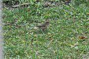 DSC_2970_Dx6125 * Pouillot v�loce avec chenille dans le bec. Oiseaux du jardin * 4288 x 2848 * (1.15MB)