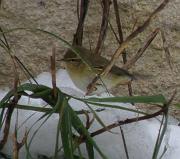 P1082718z * pouillot v�loce, 
oiseau du jardin, 
neige Vigui�res * 1187 x 1052 * (144KB)