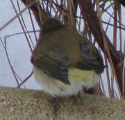 P1082720z.09 * pouillot v�loce, 
oiseau du jardin, 
neige Vigui�res * 531 x 511 * (52KB)