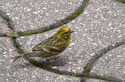 DSC_5479_Dx6535 * Serin cini. Oiseaux du jardin. * 1490 x 990 * (185KB)