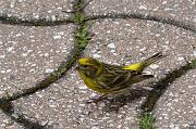 DSC_5490_Dx6535 * Serin cini. Oiseaux du jardin. * 1490 x 989 * (193KB)