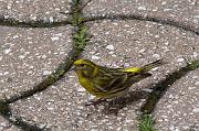 DSC_5492_Dx6535 * Serin cini. Oiseaux du jardin. * 1490 x 990 * (201KB)