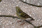 DSC_5501_Dx6535 * Serin cini. Oiseaux du jardin. * 1490 x 990 * (187KB)